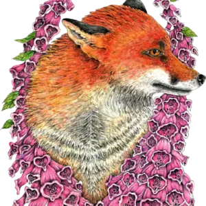 Fine Art Print - Fox in Foxgloves