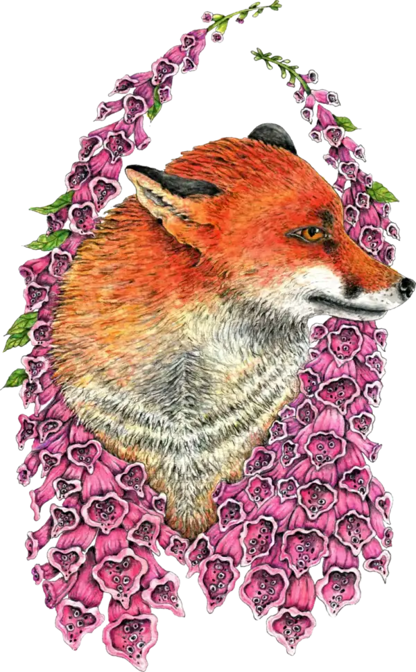 Fine Art Print - Fox in Foxgloves